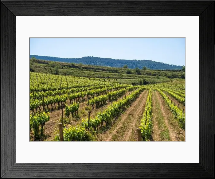 Framed Print : Vineyards in the spring in the Subirats wine region in the province of Barcelona Framed Print : Vineyards in the spring in the Subirats wine region in the province of Barcelona