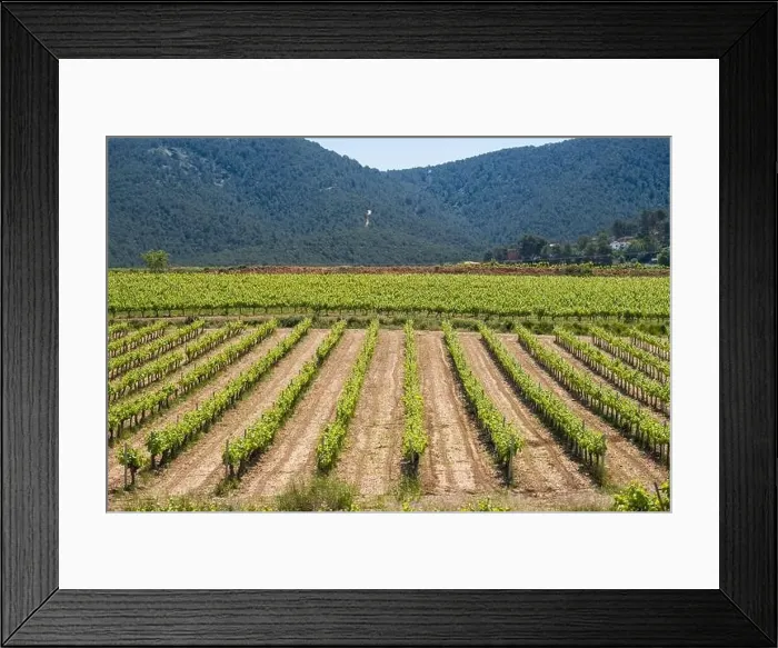 Framed Print : Vineyards in the spring in the Subirats wine region in the province of Barcelona Framed Print : Vineyards in the spring in the Subirats wine region in the province of Barcelona