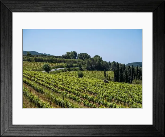Framed Print : Vineyards in the spring in the Subirats wine region in the province of Barcelona Framed Print : Vineyards in the spring in the Subirats wine region in the province of Barcelona
