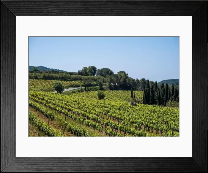 Framed Print : Vineyards in the spring in the Subirats wine region in the province of Barcelona Framed Print : Vineyards in the spring in the Subirats wine region in the province of Barcelona