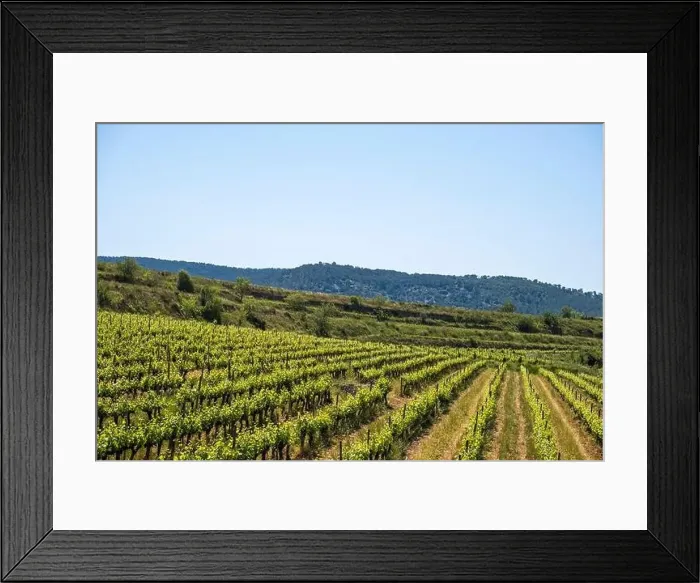 Framed Print : Vineyards in the spring in the Subirats wine region in the province of Barcelona Framed Print : Vineyards in the spring in the Subirats wine region in the province of Barcelona