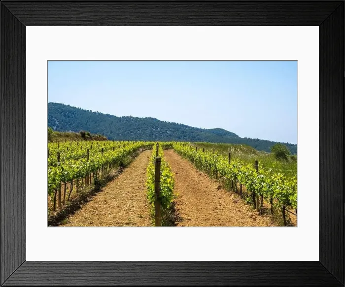 Framed Print : Vineyards in the spring in the Subirats wine region in the province of Barcelona Framed Print : Vineyards in the spring in the Subirats wine region in the province of Barcelona