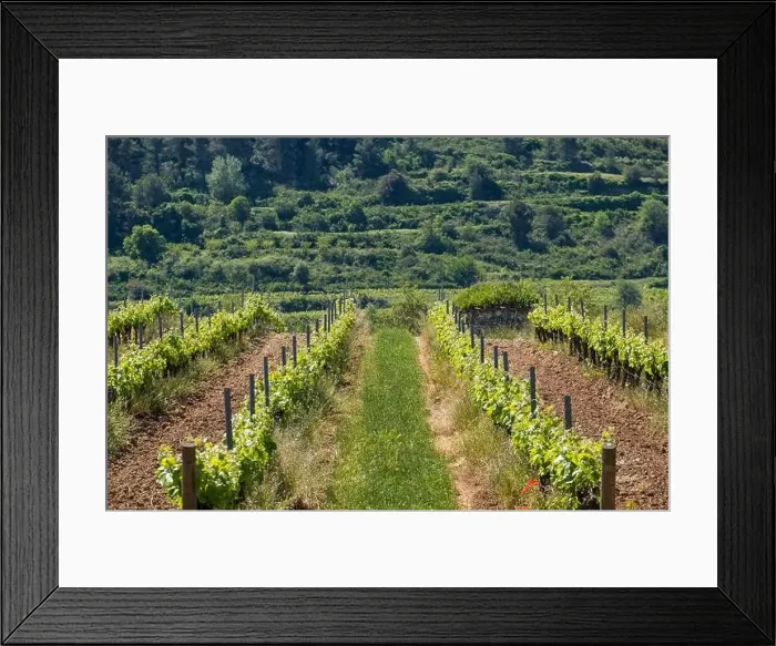 Framed Print : Vineyards in the spring in the Subirats wine region in the province of Barcelona Framed Print : Vineyards in the spring in the Subirats wine region in the province of Barcelona