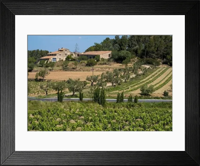 Framed Print : Vineyards in the spring in the Subirats wine region in the province of Barcelona Framed Print : Vineyards in the spring in the Subirats wine region in the province of Barcelona
