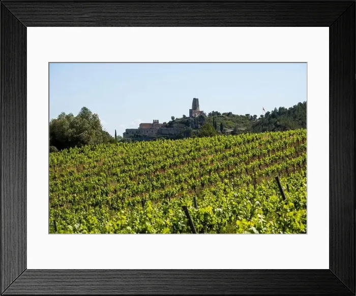 Framed Print : Vineyards in the spring in the Subirats wine region in the province of Barcelona Framed Print : Vineyards in the spring in the Subirats wine region in the province of Barcelona