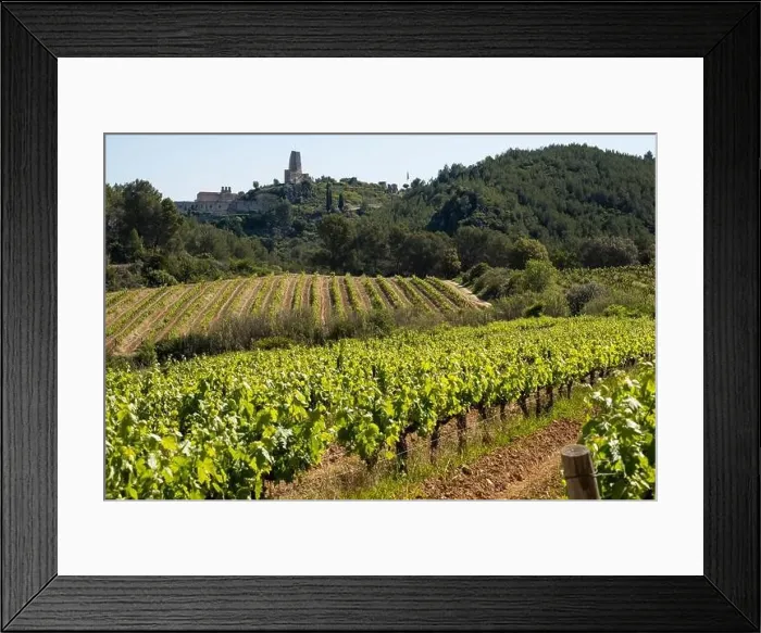 Framed Print : Vineyards in the spring in the Subirats wine region in the province of Barcelona Framed Print : Vineyards in the spring in the Subirats wine region in the province of Barcelona