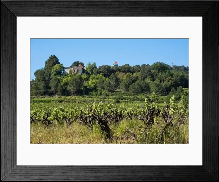 Framed Print : Vineyards in the spring in the Subirats wine region in the province of Barcelona Framed Print : Vineyards in the spring in the Subirats wine region in the province of Barcelona