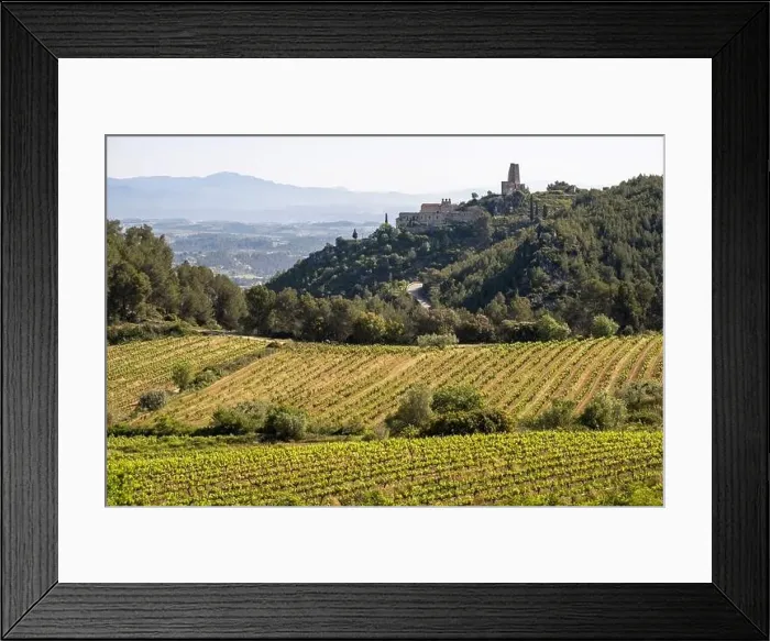 Framed Print : Vineyards in the spring in the Subirats wine region in the province of Barcelona Framed Print : Vineyards in the spring in the Subirats wine region in the province of Barcelona