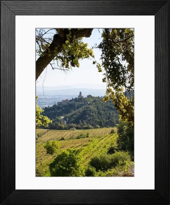 Framed Print : Vineyards in the spring in the Subirats wine region in the province of Barcelona Framed Print : Vineyards in the spring in the Subirats wine region in the province of Barcelona