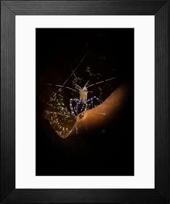 Framed Print : Spotted cleaner shrimp (Periclimenes yucatanicus) on the reef off the Dutch Caribbean island of Sint Maarten Framed Print : Spotted cleaner shrimp (Periclimenes yucatanicus) on the reef off the Dutch Caribbean island of Sint Maarten
