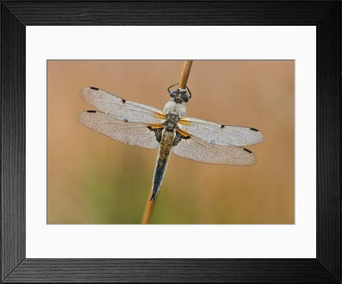 Framed Print : Four-spotted chaser (Libellula quadrimaculata), Emsland, Lower Saxony, Germany Framed Print : Four-spotted chaser (Libellula quadrimaculata), Emsland, Lower Saxony, Germany