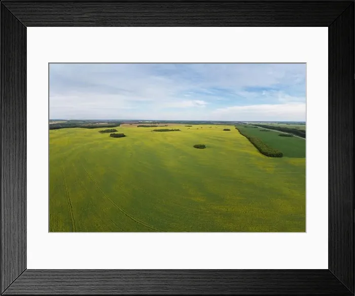 Framed Print : Aerial view of cultivated rapeseed field from drone pov Framed Print : Aerial view of cultivated rapeseed field from drone pov