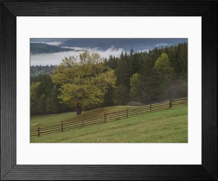 Framed Print : Aerial view of the beautiful green forest, in springtime Framed Print : Aerial view of the beautiful green forest, in springtime