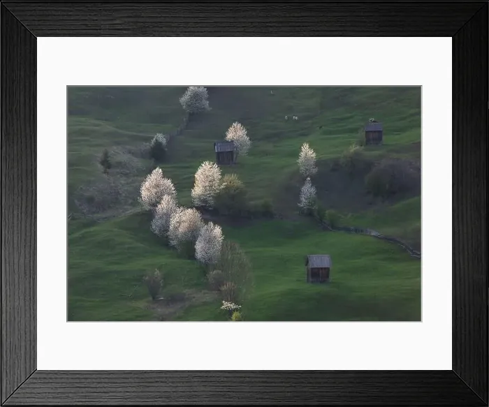 Framed Print : Spring rural landscape with blooming trees in the mountain area Framed Print : Spring rural landscape with blooming trees in the mountain area