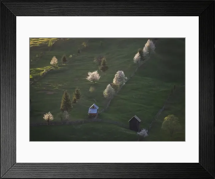 Framed Print : Spring rural landscape with blooming trees in the mountain area Framed Print : Spring rural landscape with blooming trees in the mountain area