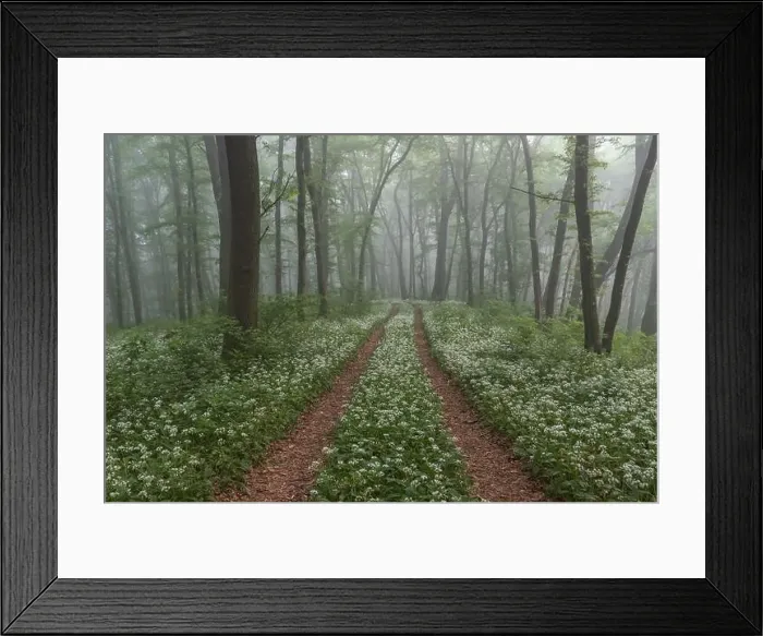 Framed Print : Spring landscape of the forest full of blooming wild garlic in Transylvania Framed Print : Spring landscape of the forest full of blooming wild garlic in Transylvania