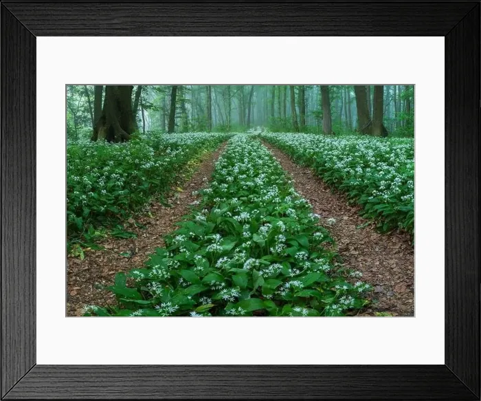 Framed Print : Spring landscape of the forest full of blooming wild garlic in Transylvania Framed Print : Spring landscape of the forest full of blooming wild garlic in Transylvania