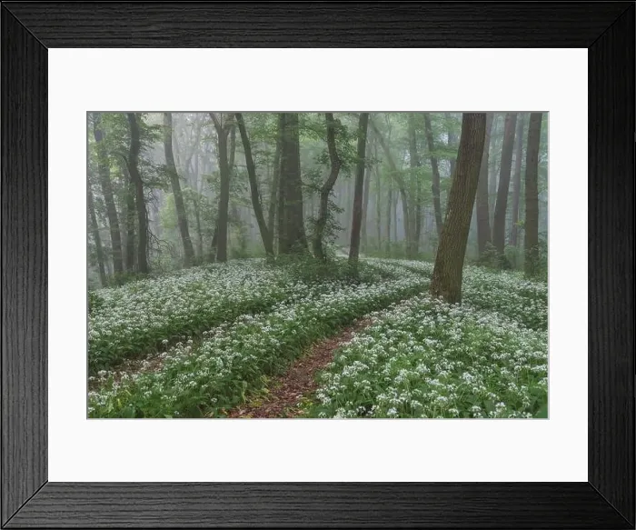 Framed Print : Spring landscape of the forest full of blooming wild garlic in Transylvania