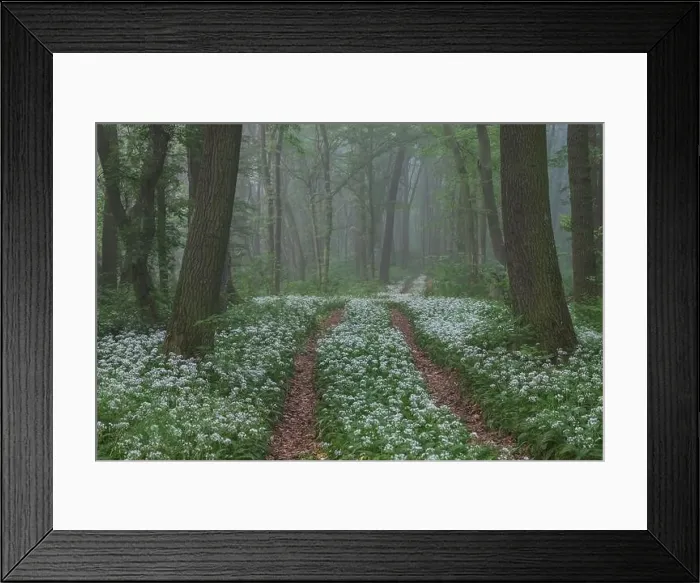 Framed Print : Spring landscape of the forest full of blooming wild garlic in Transylvania Framed Print : Spring landscape of the forest full of blooming wild garlic in Transylvania