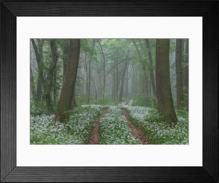 Framed Print : Spring landscape of the forest full of blooming wild garlic in Transylvania Framed Print : Spring landscape of the forest full of blooming wild garlic in Transylvania