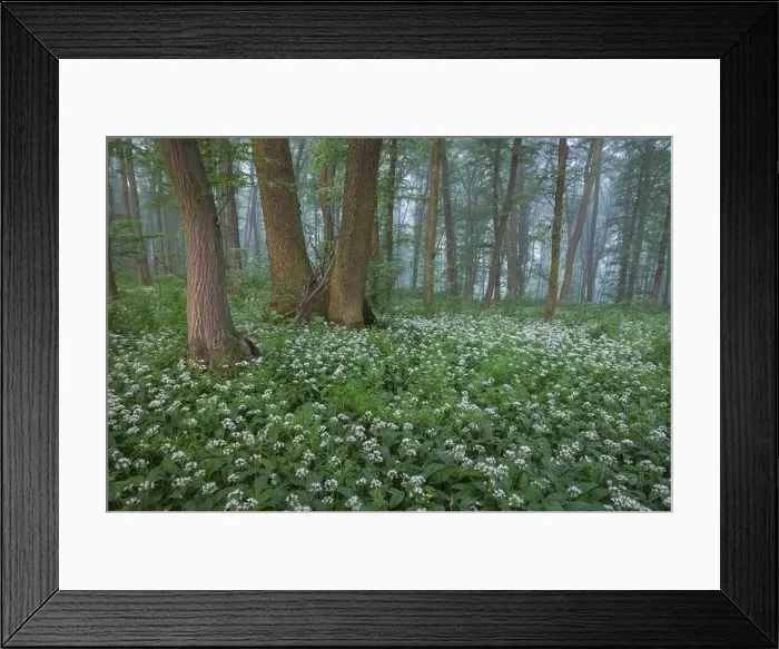 Framed Print : Spring landscape of the forest full of blooming wild garlic in Transylvania Framed Print : Spring landscape of the forest full of blooming wild garlic in Transylvania