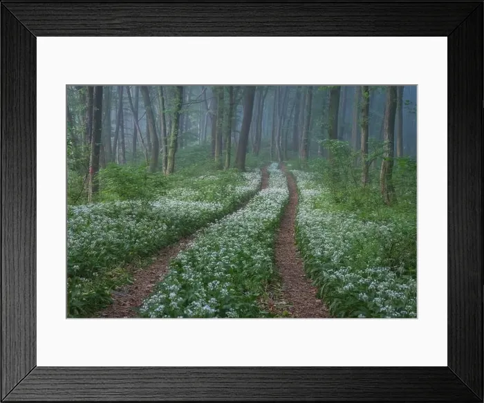 Framed Print : Spring landscape of the forest full of blooming wild garlic in Transylvania Framed Print : Spring landscape of the forest full of blooming wild garlic in Transylvania