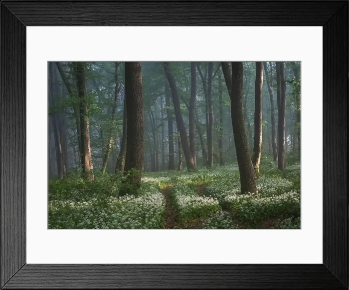 Framed Print : Spring landscape of the forest full of blooming wild garlic in Transylvania