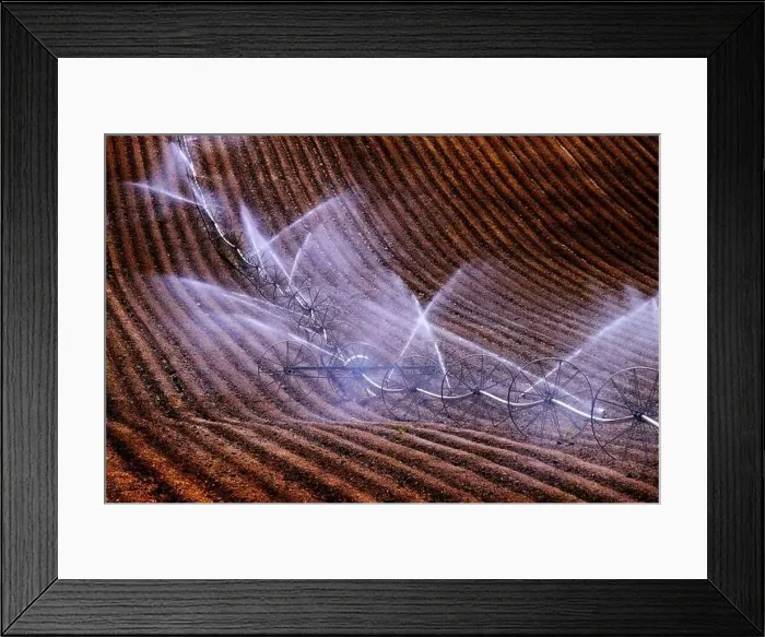 Framed Print : Wheel line sprinklers for irrigation of furrowed plowed farm field dirt lines to grow green crops Framed Print : Wheel line sprinklers for irrigation of furrowed plowed farm field dirt lines to grow green crops