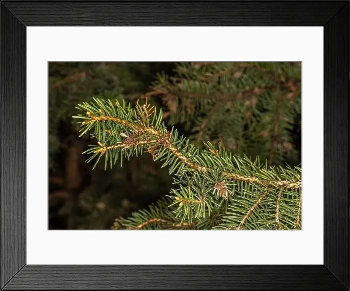 Framed Print : Leaves of Norway Spruce Kellermann's Blue Cameo (Picea abies) Framed Print : Leaves of Norway Spruce Kellermann's Blue Cameo (Picea abies)