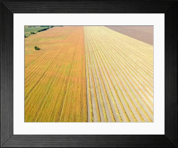 Framed Print : Aerial drone image of fields with diverse crop growth based on principle of polyculture Framed Print : Aerial drone image of fields with diverse crop growth based on principle of polyculture