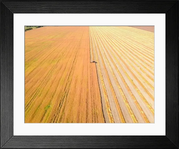 Framed Print : Aerial drone image of fields with diverse crop growth based on principle of polyculture Framed Print : Aerial drone image of fields with diverse crop growth based on principle of polyculture