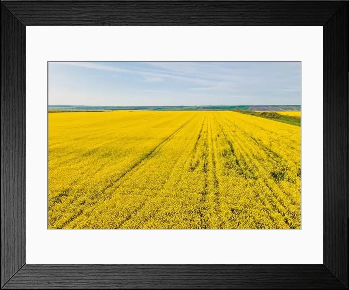 Framed Print : Blooming rapeseed field with sunlight. Aerial drone view with yellow field Framed Print : Blooming rapeseed field with sunlight. Aerial drone view with yellow field