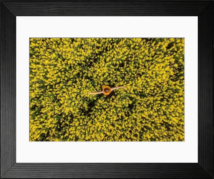 Framed Print : Aerial top view of woman at blooming rapeseed field. Yellow flowers and happy woman Framed Print : Aerial top view of woman at blooming rapeseed field. Yellow flowers and happy woman