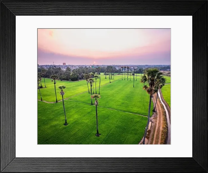Framed Print : Dongtan Samkhok palm trees and rice fields during sunset in Pathum Thani, Bangkok, Thailand Framed Print : Dongtan Samkhok palm trees and rice fields during sunset in Pathum Thani, Bangkok, Thailand