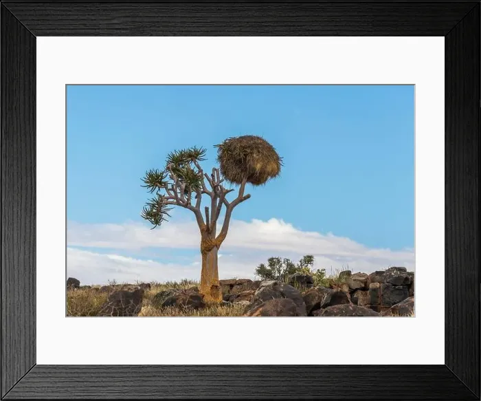 Framed Print : Beautiful view of the African bush. African landscape with trees Framed Print : Beautiful view of the African bush. African landscape with trees