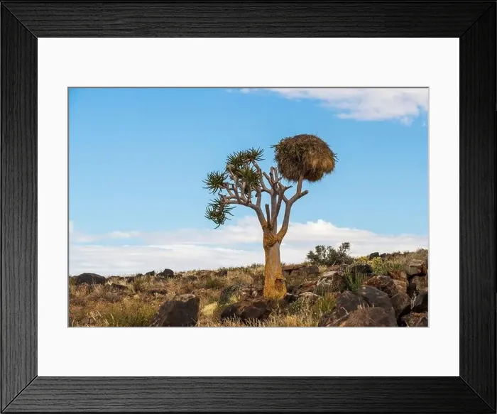 Framed Print : Beautiful view of the African bush. African landscape with trees Framed Print : Beautiful view of the African bush. African landscape with trees