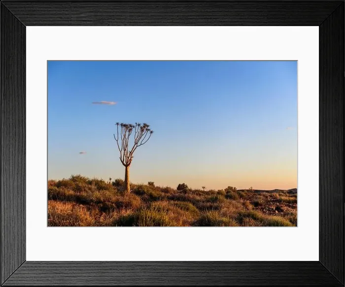 Framed Print : Beautiful view of the African bush. African landscape with trees. Sunset time Framed Print : Beautiful view of the African bush. African landscape with trees. Sunset time