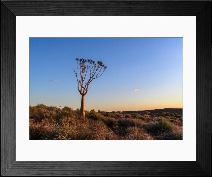 Framed Print : Beautiful view of the African bush. African landscape with trees. Sunset time Framed Print : Beautiful view of the African bush. African landscape with trees. Sunset time