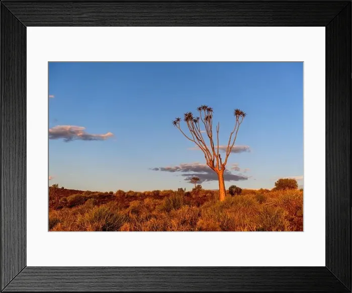 Framed Print : Beautiful view of the African bush. African landscape with trees. Sunset time Framed Print : Beautiful view of the African bush. African landscape with trees. Sunset time