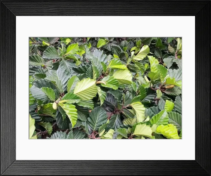 Framed Print : Top view of a beautiful tree with dark greenish wide leaves and light greenish lengthy fruits Framed Print : Top view of a beautiful tree with dark greenish wide leaves and light greenish lengthy fruits