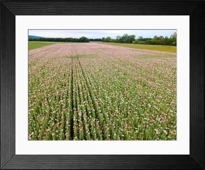 Framed Print : Drone flight over field with many colorful poppies somewhere in Austria in summer