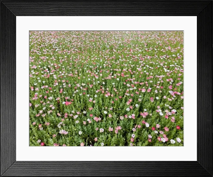 Framed Print : Drone flight over field with many colorful poppies somewhere in Austria in summer Framed Print : Drone flight over field with many colorful poppies somewhere in Austria in summer