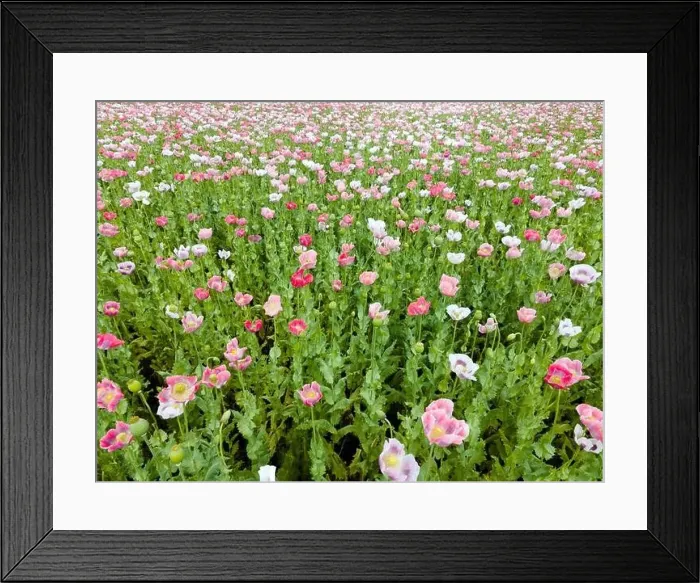 Framed Print : Drone flight over field with many colorful poppies somewhere in Austria in summer Framed Print : Drone flight over field with many colorful poppies somewhere in Austria in summer