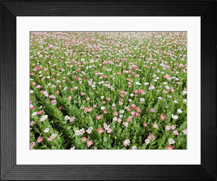 Framed Print : Drone flight over field with many colorful poppies somewhere in Austria in summer Framed Print : Drone flight over field with many colorful poppies somewhere in Austria in summer