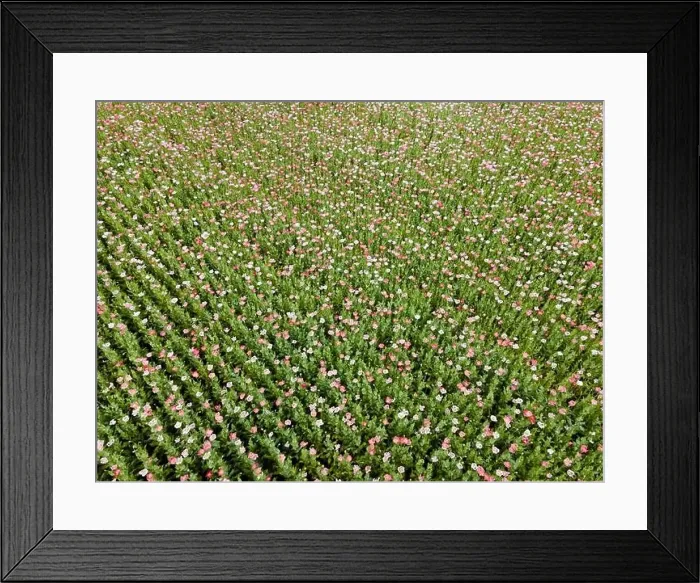 Framed Print : Drone flight over field with many colorful poppies somewhere in Austria in summer Framed Print : Drone flight over field with many colorful poppies somewhere in Austria in summer