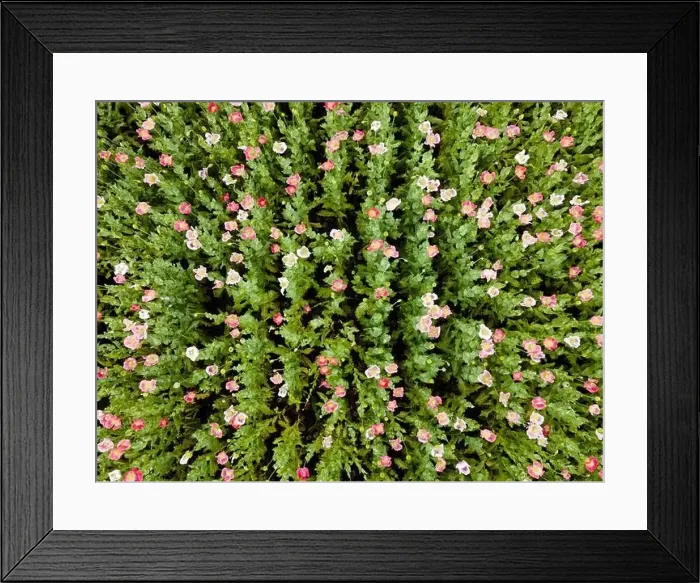 Framed Print : Drone flight over field with many colorful poppies somewhere in Austria in summer Framed Print : Drone flight over field with many colorful poppies somewhere in Austria in summer