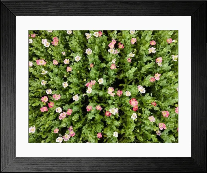 Framed Print : Drone flight over field with many colorful poppies somewhere in Austria in summer Framed Print : Drone flight over field with many colorful poppies somewhere in Austria in summer