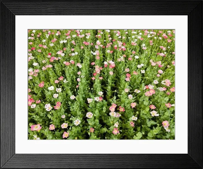 Framed Print : Drone flight over field with many colorful poppies somewhere in Austria in summer Framed Print : Drone flight over field with many colorful poppies somewhere in Austria in summer