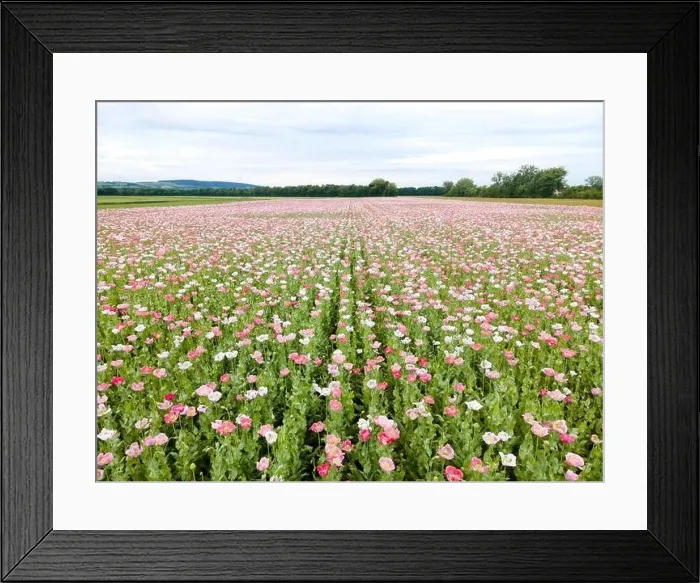 Framed Print : Drone flight over field with many colorful poppies somewhere in Austria in summer Framed Print : Drone flight over field with many colorful poppies somewhere in Austria in summer