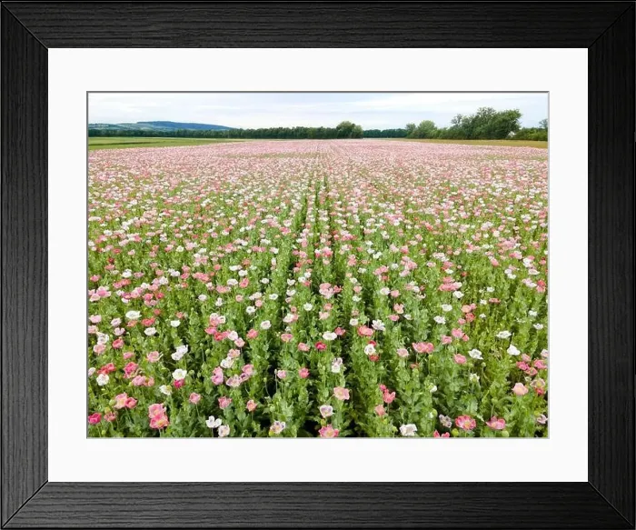 Framed Print : Drone flight over field with many colorful poppies somewhere in Austria in summer Framed Print : Drone flight over field with many colorful poppies somewhere in Austria in summer